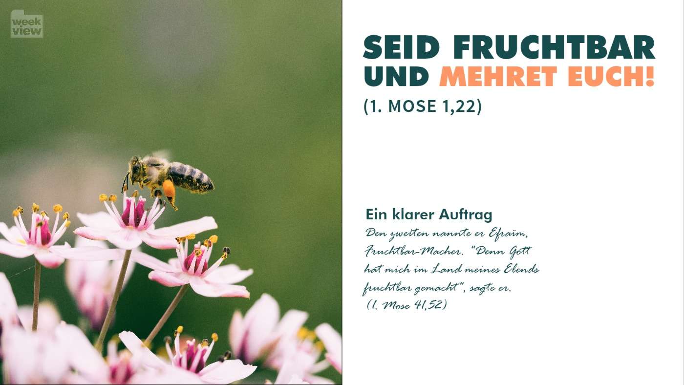 LEBEN UND GUTES HERVORBRINGEN