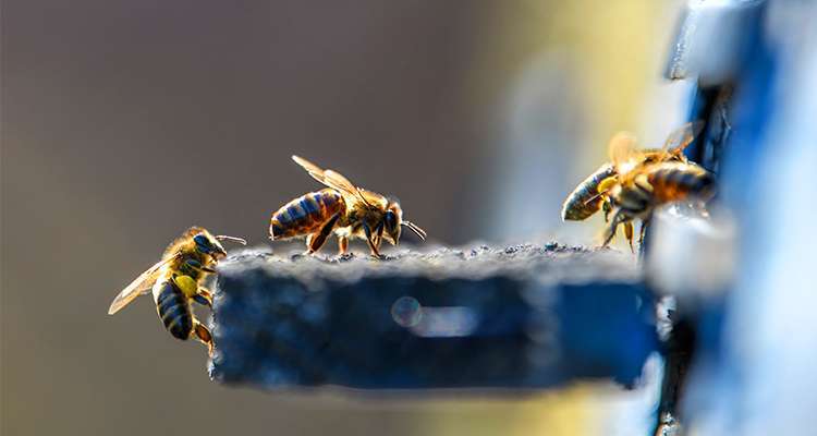 Heute ist der Weltbienentag.