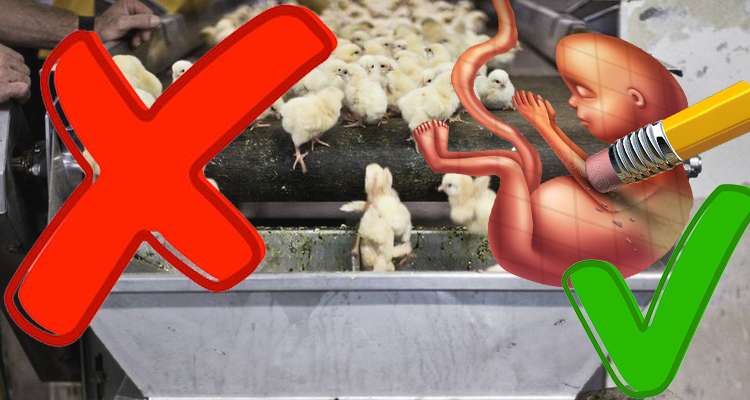 Kükenschreddern verboten. Embryos abtreiben erlaubt. US-Präsident hält Abtreibung  für Menschenrecht.