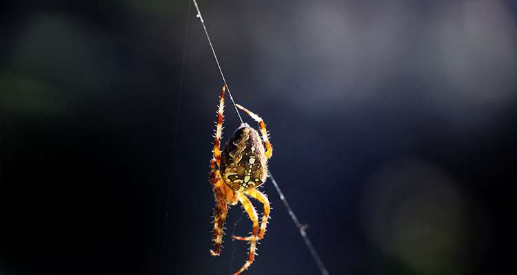 Die Spinne und der Faden nach oben.