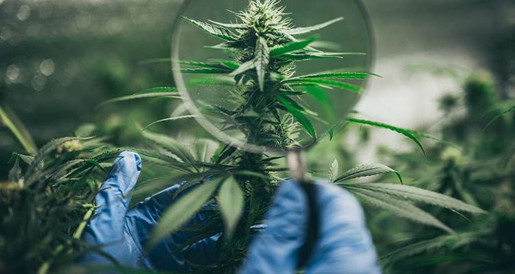 Twitter-Account: Die Regierung arbeite “auf Hochtour” an der Legalisierung von Cannabis, hat Gesundheitsminister Karl Lauterbach gesagt.