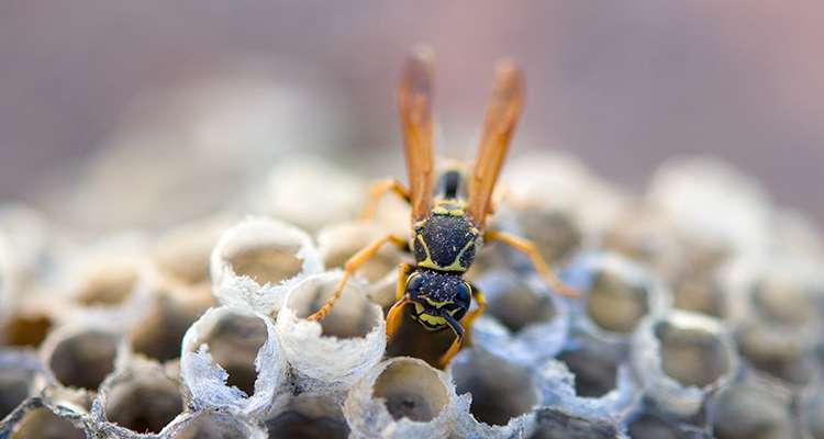 Was haben Begierde, Sünde und Tod mit den letzten gierigen Wespen in unserem Garten zu tun?